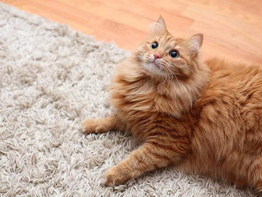 Pet Odor and Stain Removal